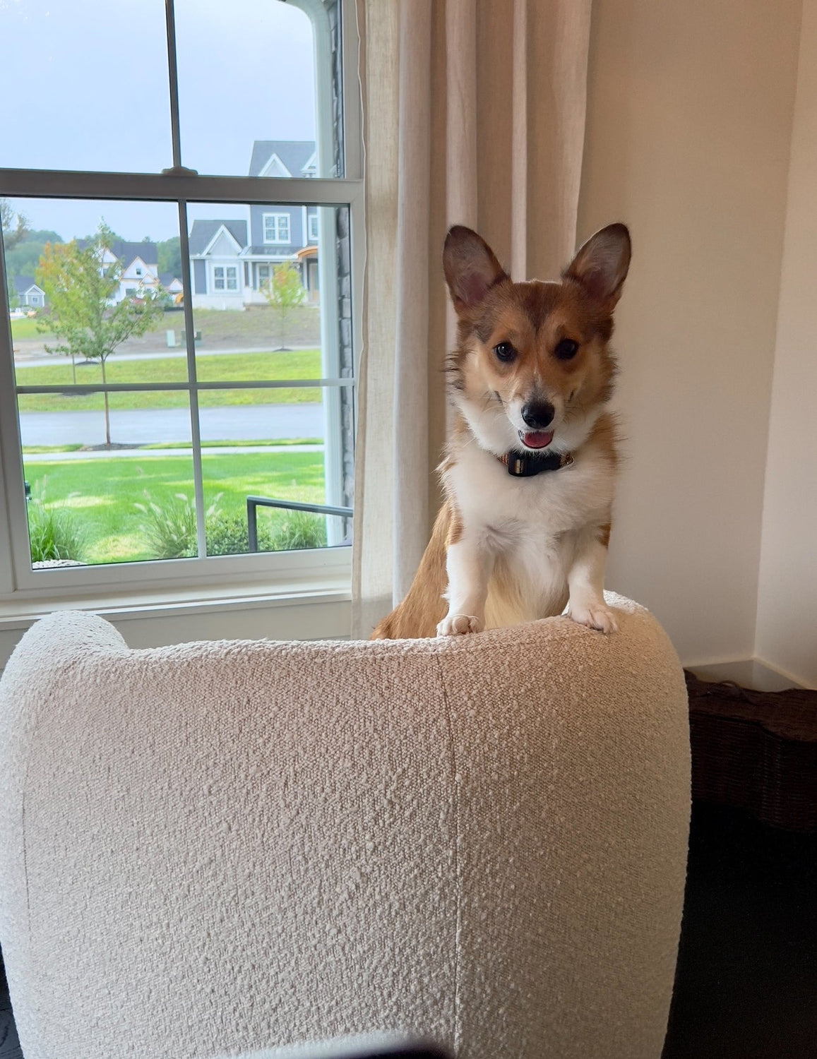 CORGI'S CORNER