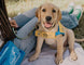 A yellow Labrador retriever wearing a Canine Companions dog life jacket sits on a blanket outdoors, with a person's legs and a blue Canine Companions bag visible in the foreground.