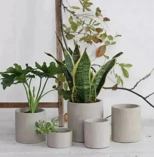 Five potted plants with varying types of green foliage are arranged on a white surface. The plants are in simple, neutral-toned pots of different sizes, including House of Effy's MINIMALIST FLOWER POT. A branch with leaves is in the background, enhancing the serene composition.