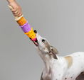 Load image into Gallery viewer, ice cream dog toy with dog and person playing tug with it
